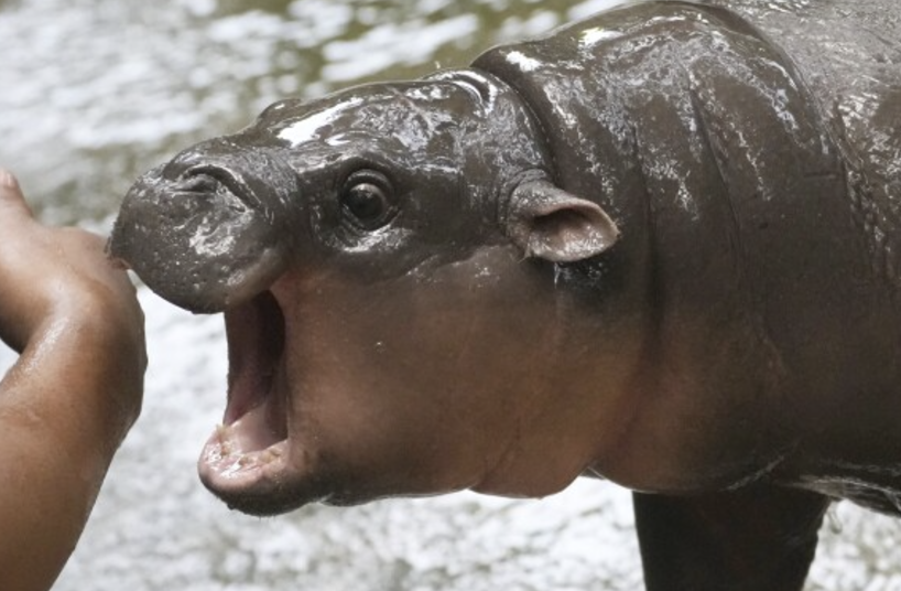 Moo Deng, the viral baby hippo from Thailand that took the internet my storm.